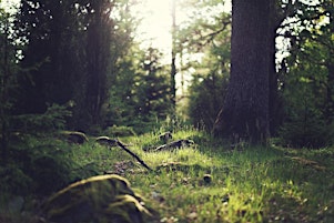 Forest Bathing+ An Introduction at Wendover Woods: Sunday 9th June  primärbild