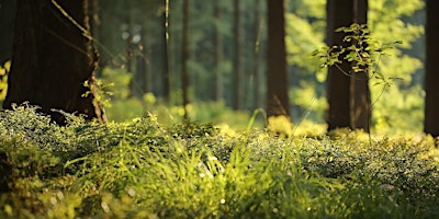 Forest Bathing+ An Introduction at NT Leith Hill, Surrey: Sat 18th May primary image