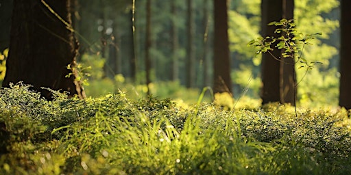 Forest Bathing+ An Introduction at NT Leith Hill, Surrey: Sunday 16th June  primärbild