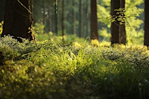Forest Bathing+ An Introduction at NT Leith Hill, Surrey: Sun 18th August  primärbild