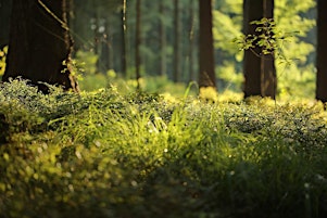 Forest Bathing+ An Introduction at NT Leith Hill, Surrey: Sunday 1st Sept primary image