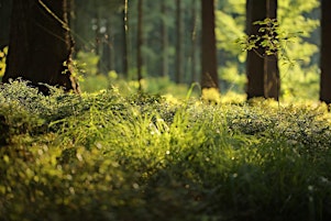 Imagem principal de Forest Bathing+ An Introduction at NT Leith Hill, Surrey: Sunday 1st Sept