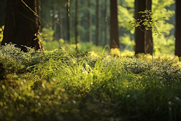 Forest Bathing+ An Introduction at NT Leith Hill, Surrey: Sunday 1st Sept