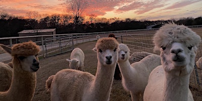 Primaire afbeelding van Solar Eclipse Viewing Party with Alpacas