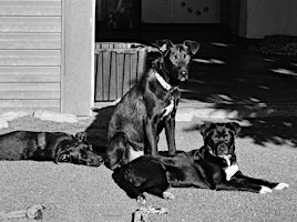 Imagem principal de Black Dog Gala - Pups With Soul