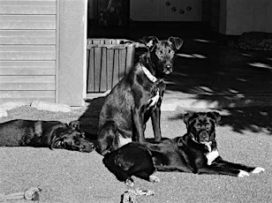 Black Dog Gala - Pups With Soul