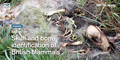 Immagine principale di Skull and Bone Identification of British Mammals (2-day course) 
