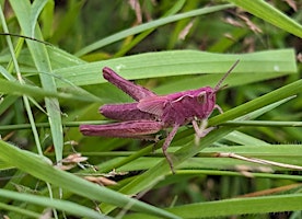 Primaire afbeelding van Minibeast Olympics EOC 2511