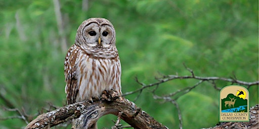 Imagem principal do evento Observing Owls