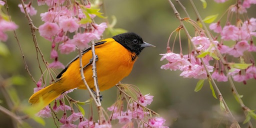 Hauptbild für Birding Presentation: What to Expect During Spring Migration | OM System