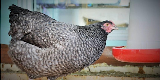 Primaire afbeelding van Chickens 101 ONLINE