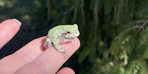 Hauptbild für Amphibians at Innovation