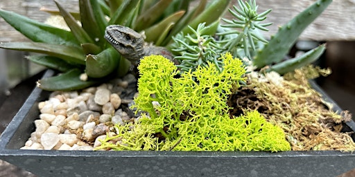 Hauptbild für Dino Succulent Garden