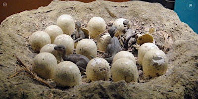 Immagine principale di Burpee Museum's 2024 EGGSTRVAGANZA!  BONUS Art Class: Dinosaur Nests 