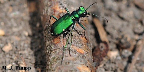 Wednesday Walk: Backyard Bug "Safari" with Dr. Michael Raupp