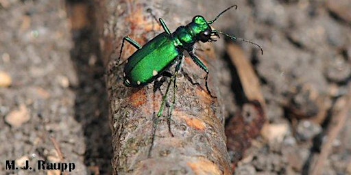 Wednesday Walk: Backyard Bug "Safari" with Dr. Michael Raupp  primärbild