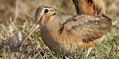 Early Morning Bird Hike primary image