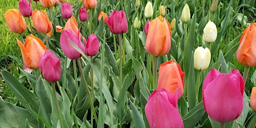 Hauptbild für Spring Garden Tour