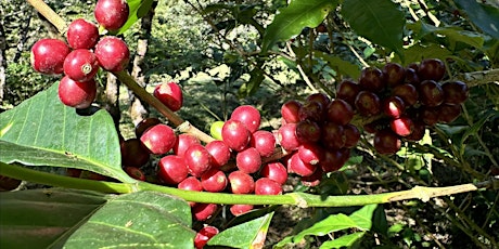 Deep Knowledge Night: Finca La Cabra and Panama Coffees - Harvest 2024