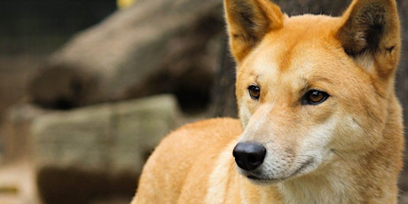 Dingoes Are Not Dogs: Prove Me Wrong