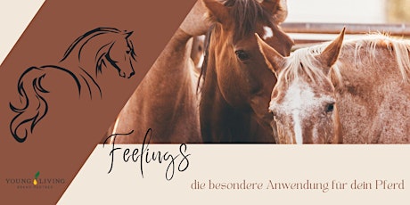 Feelings Anwendung für Pferde