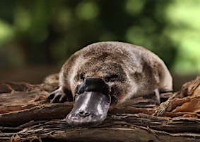 Imagen principal de The Science Scoop on Platypus