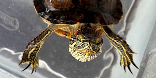 Imagem principal de Monthly Tomi Talk (Live Turtle Education & Feeding)