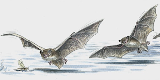 Bat Walk primary image