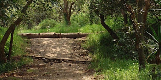 Bosque de Tlalpan 3  primärbild