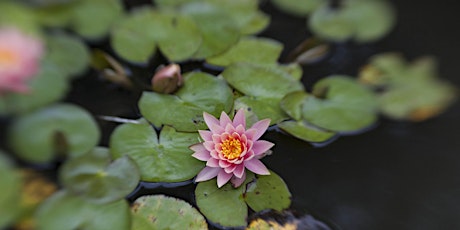 Photographing the Gardens at the Huntington Library with Art Ramirez primary image