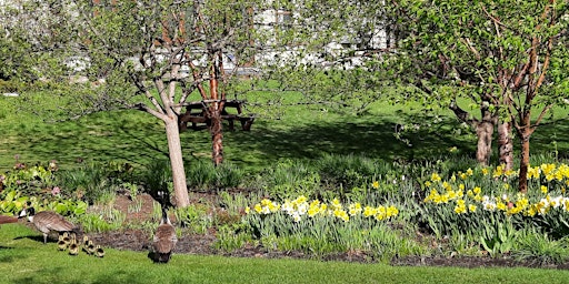 Imagen principal de YYC Trees: Prince's Island Park Tree Tour - Guided Walk