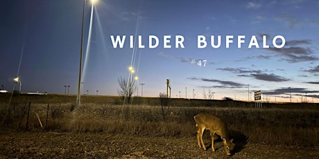 Imagen principal de Wilder Buffalo  #47