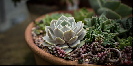 Image principale de Succulent Centerpiece