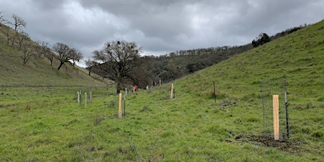 Hauptbild für DiRT Day: Irish Canyon Acorn Planting