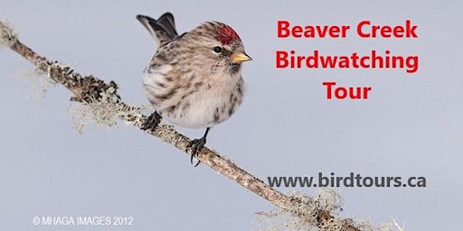 Imagem principal do evento Beaver Creek Birding and Hiking Tour