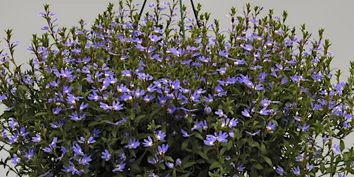 Imagem principal de Make a Native Hanging Basket