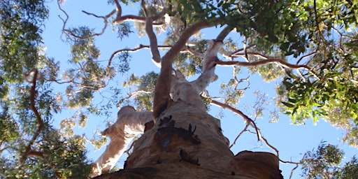 Imagem principal de Introduction to Bushcare workshop