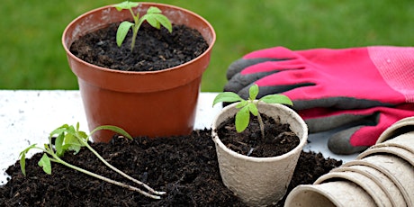 Balcony and Terrace Gardening primary image