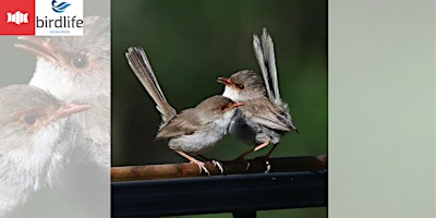 Imagen principal de Nature Matters: Backyard Birds with Birdlife Shoalhaven