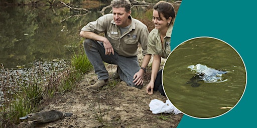 Platypus Rewilding in the Royal National Park primary image