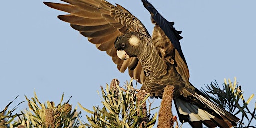 Primaire afbeelding van Great Cocky Count - Community Citizen Science