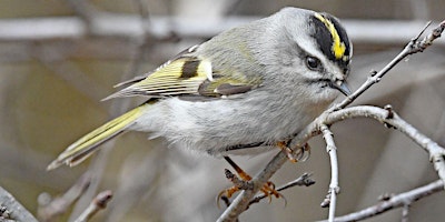 April Spring Migration Bird Walk primary image