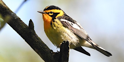 Hauptbild für May (Special Extended) Spring Migration Bird Walk