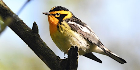 May (Special Extended) Spring Migration Bird Walk
