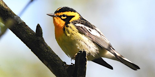 Primaire afbeelding van May (Special Extended) Spring Migration Bird Walk