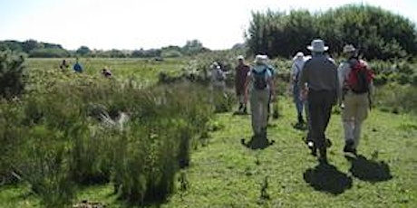 Early morning wildlife walk- Melton to Bromeswell and return (DZC2986)