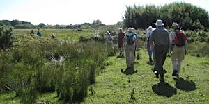 Imagem principal do evento Early morning wildlife walk- Melton to Bromeswell and return (DZC2986)