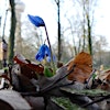 Logótipo de Bosbadderen.nl: forest bathing in Rotterdam