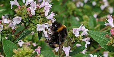 Introduction to Wildlife Garden Design primary image