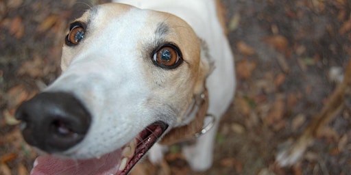 Imagem principal do evento Do greyhounds make good pets?